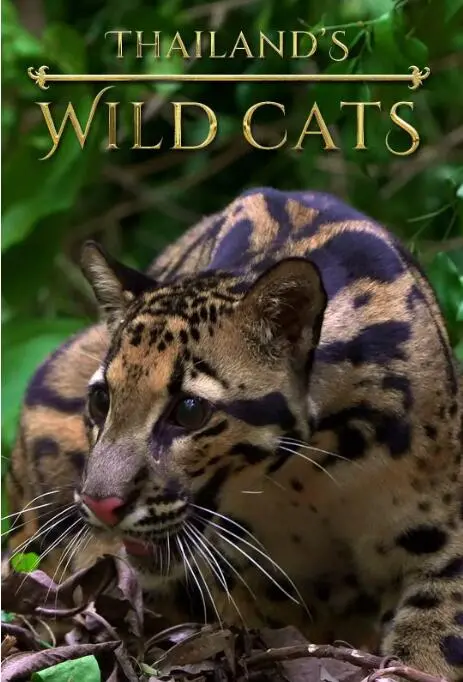 《泰国野生猫科》：镜头下的‘野性’生存法则！不容错过的纪录片，比‘赛事直播’更震撼！
